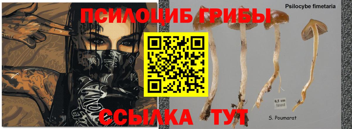 Псилоцибиновые грибы Psilocybine cubensis Сыктывкар